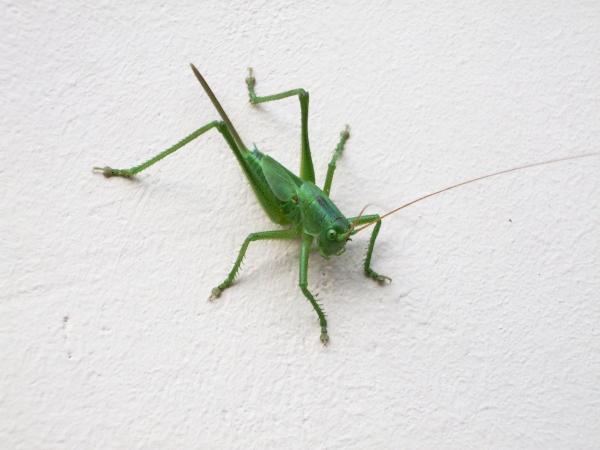 Green Cricket