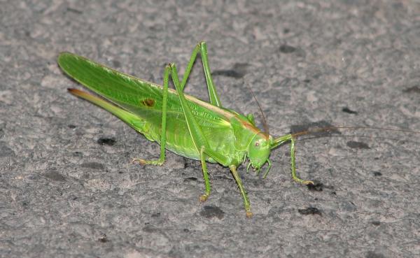 Green Cricket