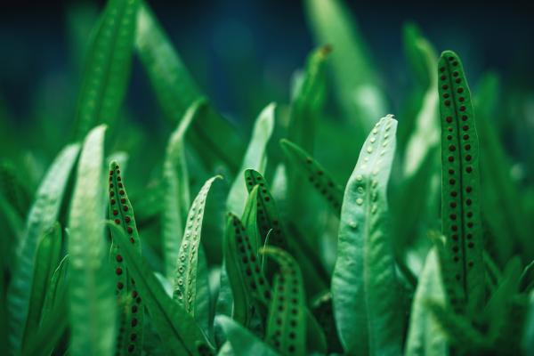 Green Curly Plant