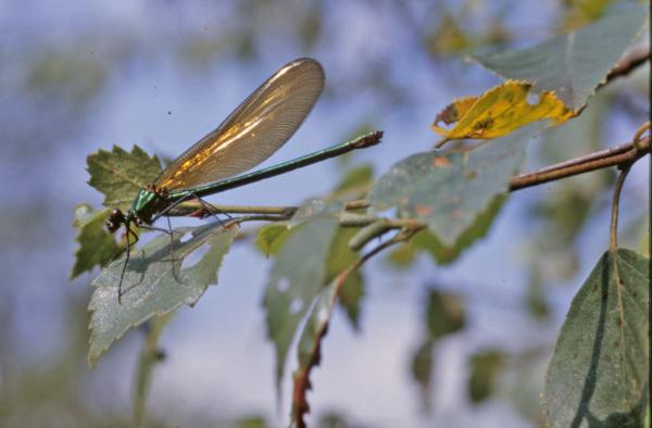 Green dragonfly