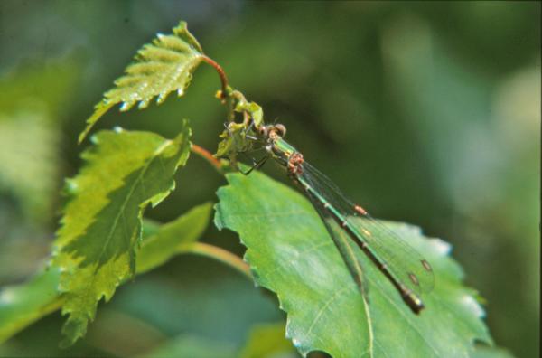 Green dragonfly