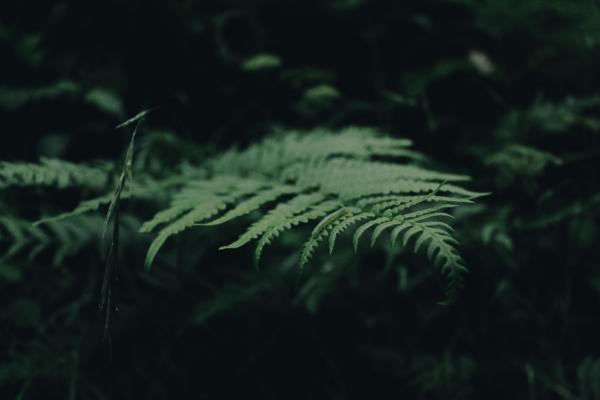 Green Fern Plant