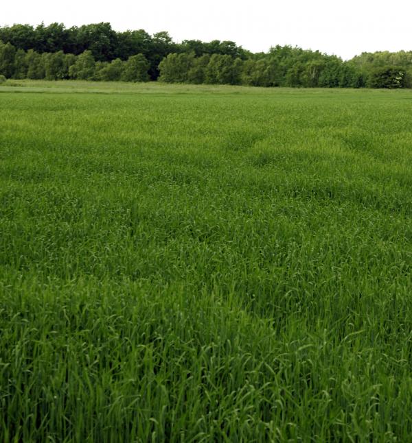 Green field