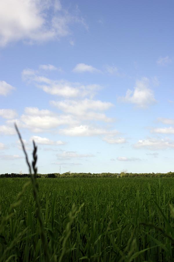 Green field