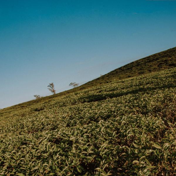 Green Field
