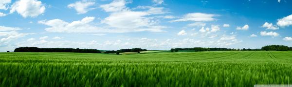 Green Field Photo