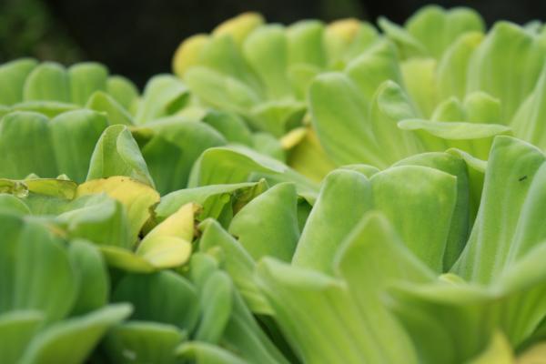 Green Flower In River