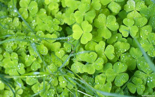 Green flowers