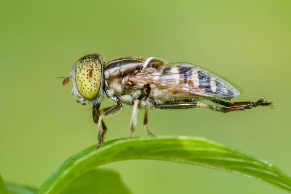 Green fly on grass