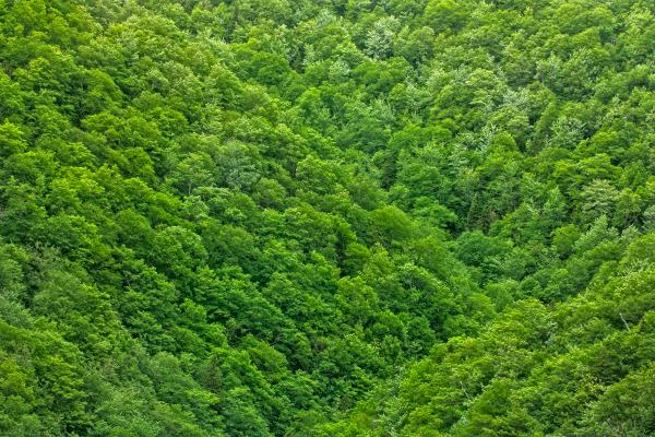 Green Foliage Texture - HDR