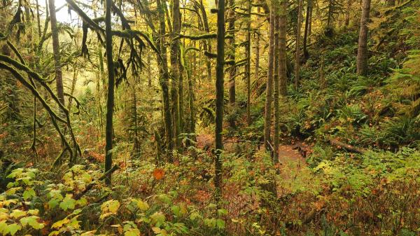 Green Forest