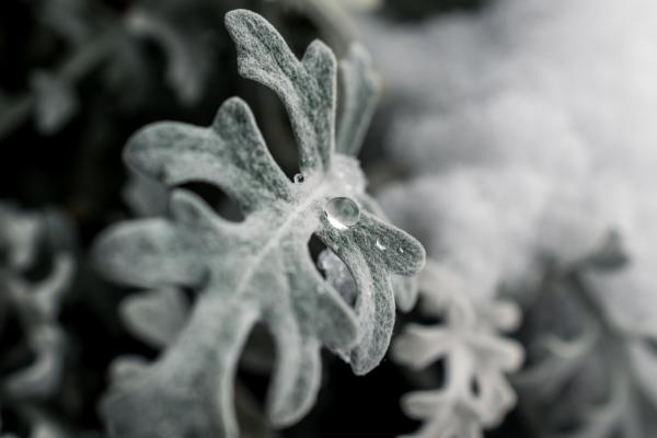 Green Frosted Leaf Plant