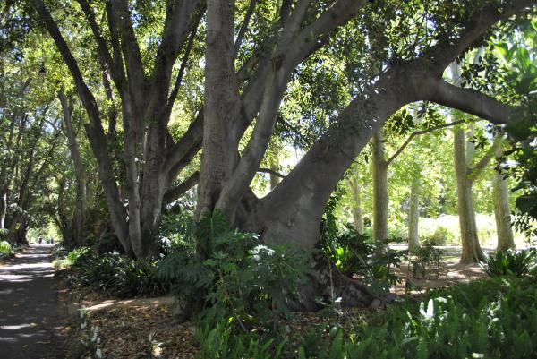 Green Garden