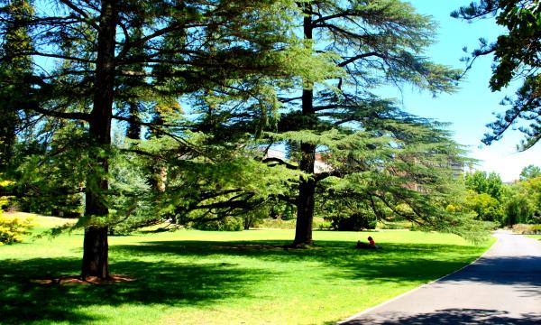 Green Garden