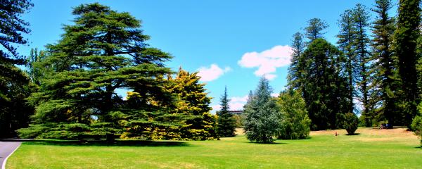 Green Garden