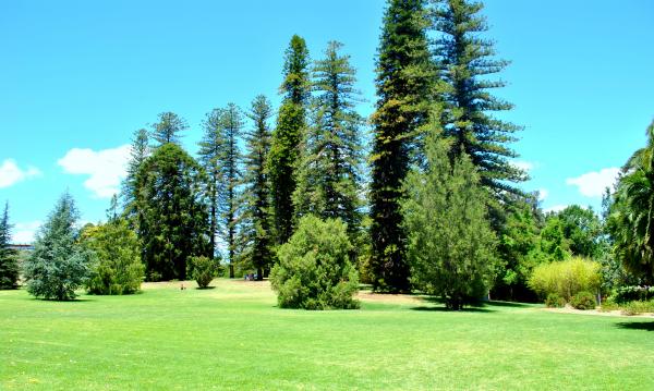 Green Garden