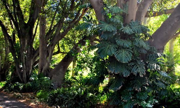Green Garden