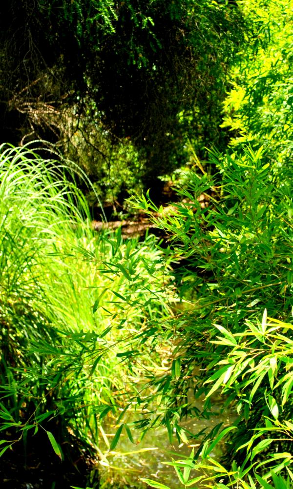 Green Garden