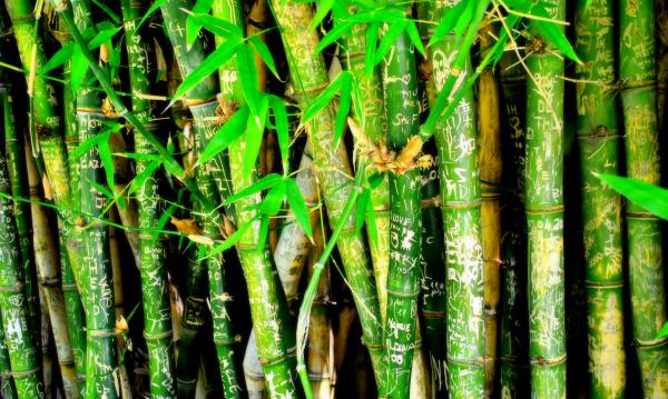 Green Garden