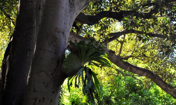 Green Garden