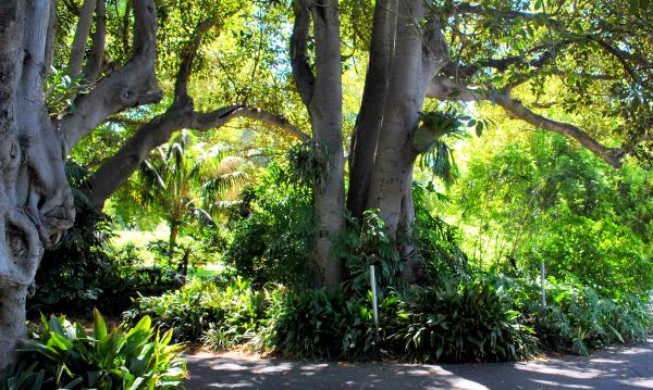 Green Garden