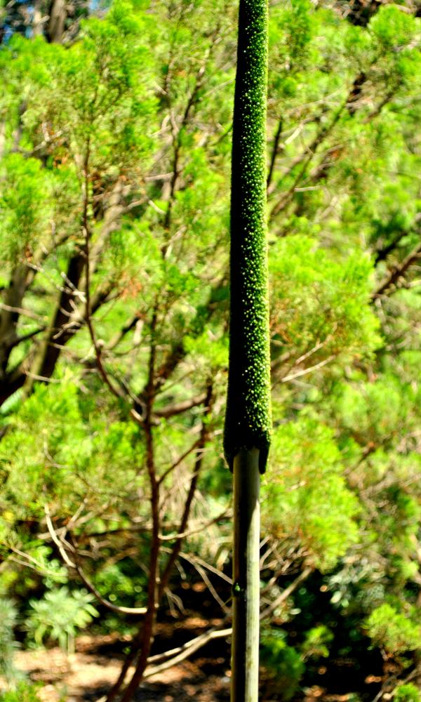 Green Garden