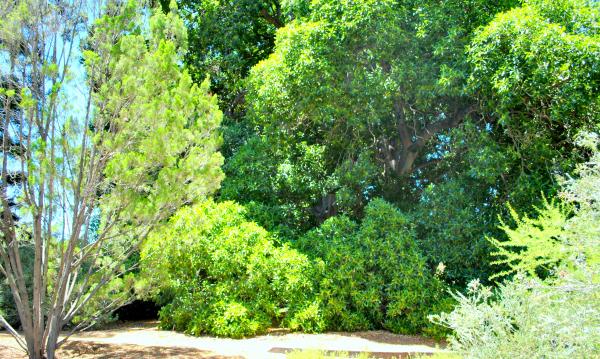 Green Garden
