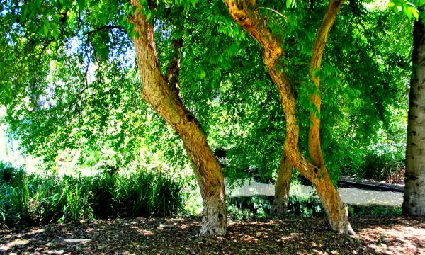 Green Garden