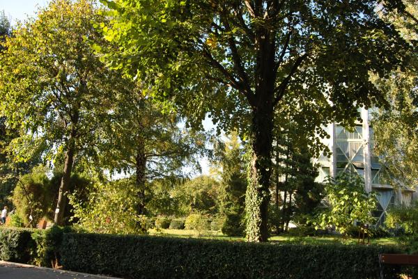 Green Garden