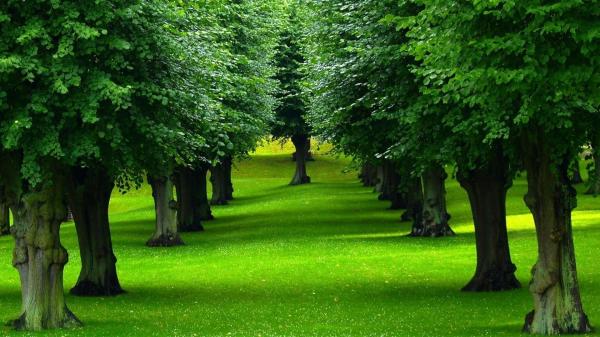 Green Garden