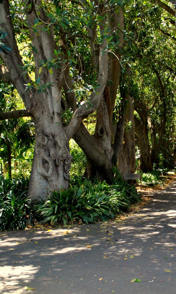 Green Garden