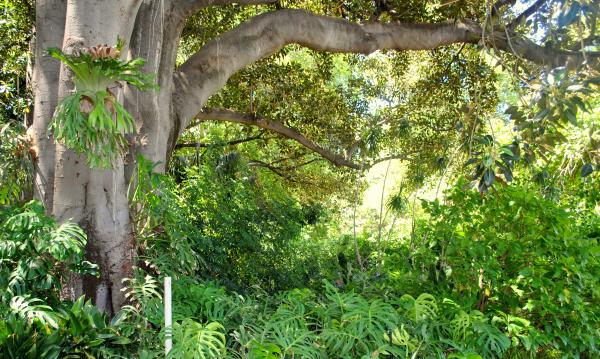 Green Garden