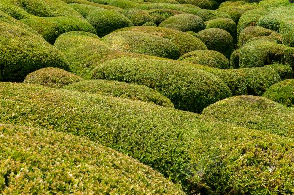 Green Garden