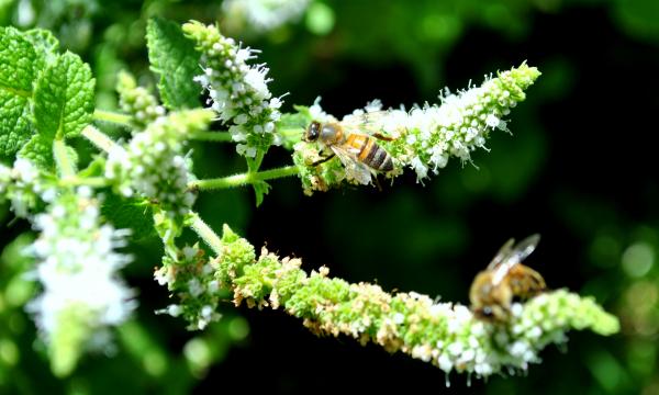 Green Garden