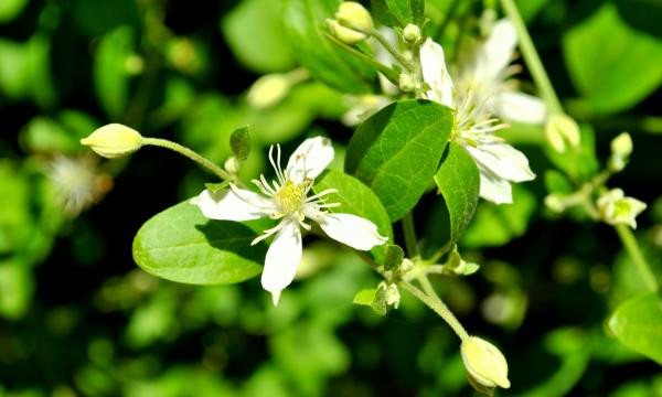Green Garden