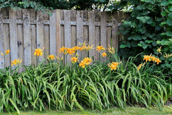 Green garden plants