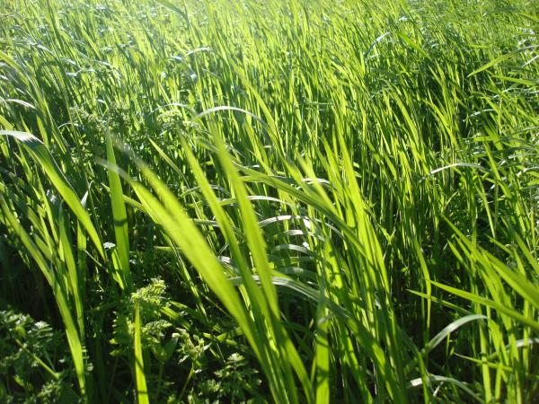 Green grass