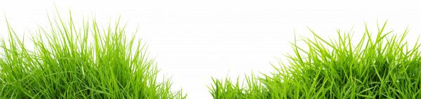 Green grass