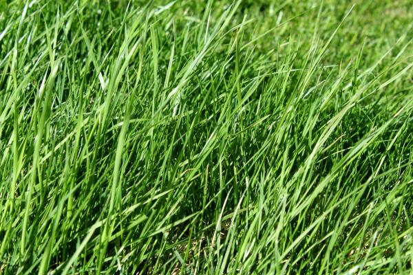 Green grass