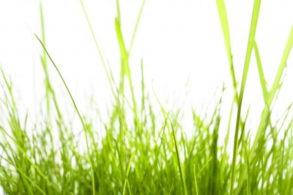 Green grass