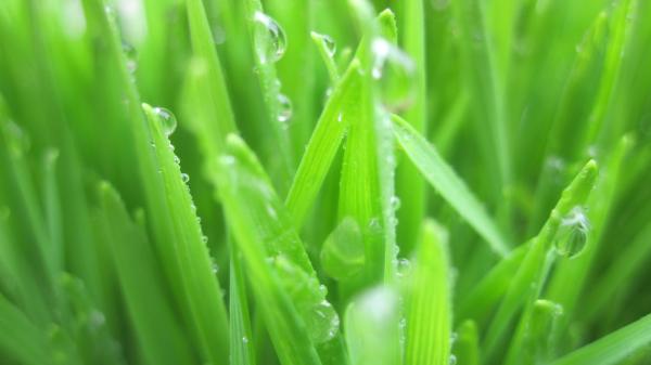 green grass