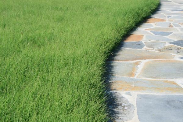 Green grass