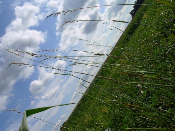 Green grass