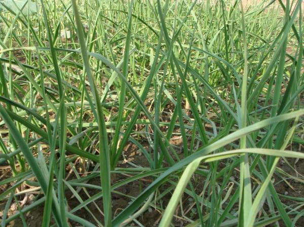 Green grass