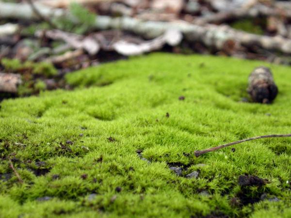 Green grass