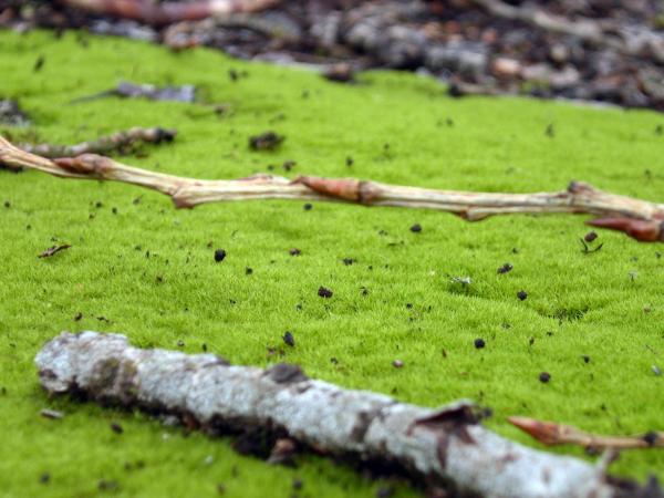 Green grass
