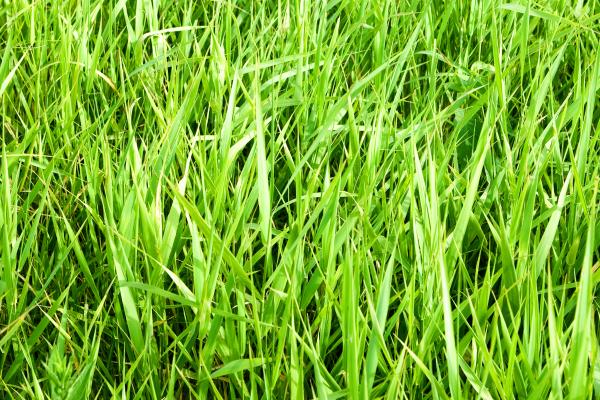 green grass