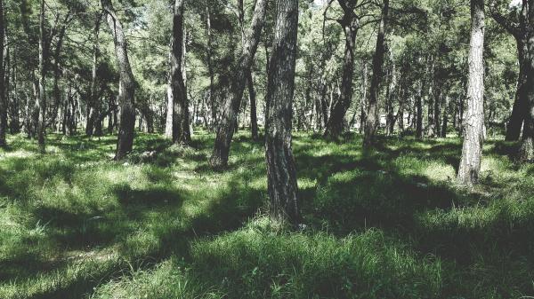 Green Grass
