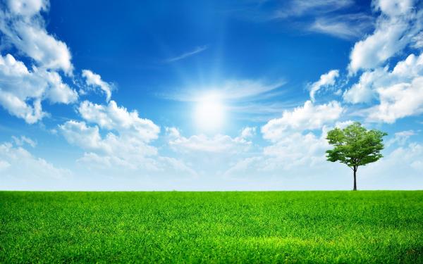 The Green Grass