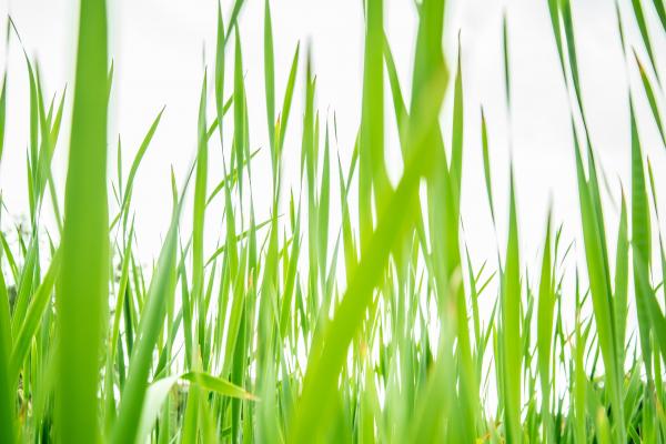 Green Grass Field